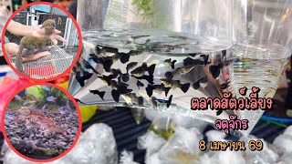 Zing’s Day l ตะลุยสัตว์เลี้ยงจตุจักร 8 เมษายน 69 (Ep.348)