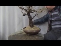 Hawthorn Bonsai repot. Long version because we explain how to trim.