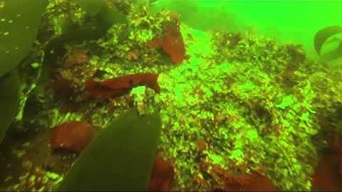 Diving the Ruby-E Wreck Alley San Diego (Short Version)