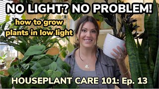 No Light? No Problem! How To Grow Indoor Plants In Low Light  Houseplant Care 101 Ep. 13