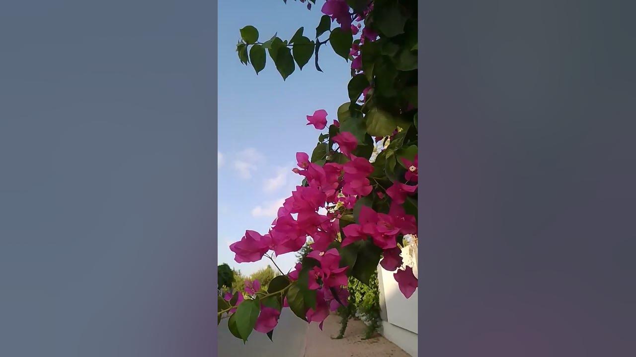For Kip Moore - Flowers in December's...!