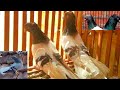 الحمام الكركندي باب الشوامات 