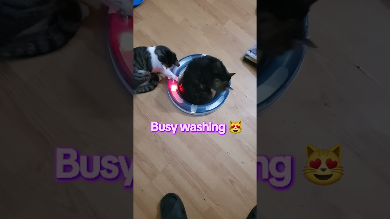 Moms too busy to play 😂 #cat — Anthony Wynn YouTube video