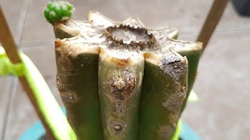 Cactus pups pupping time-lapse part 2