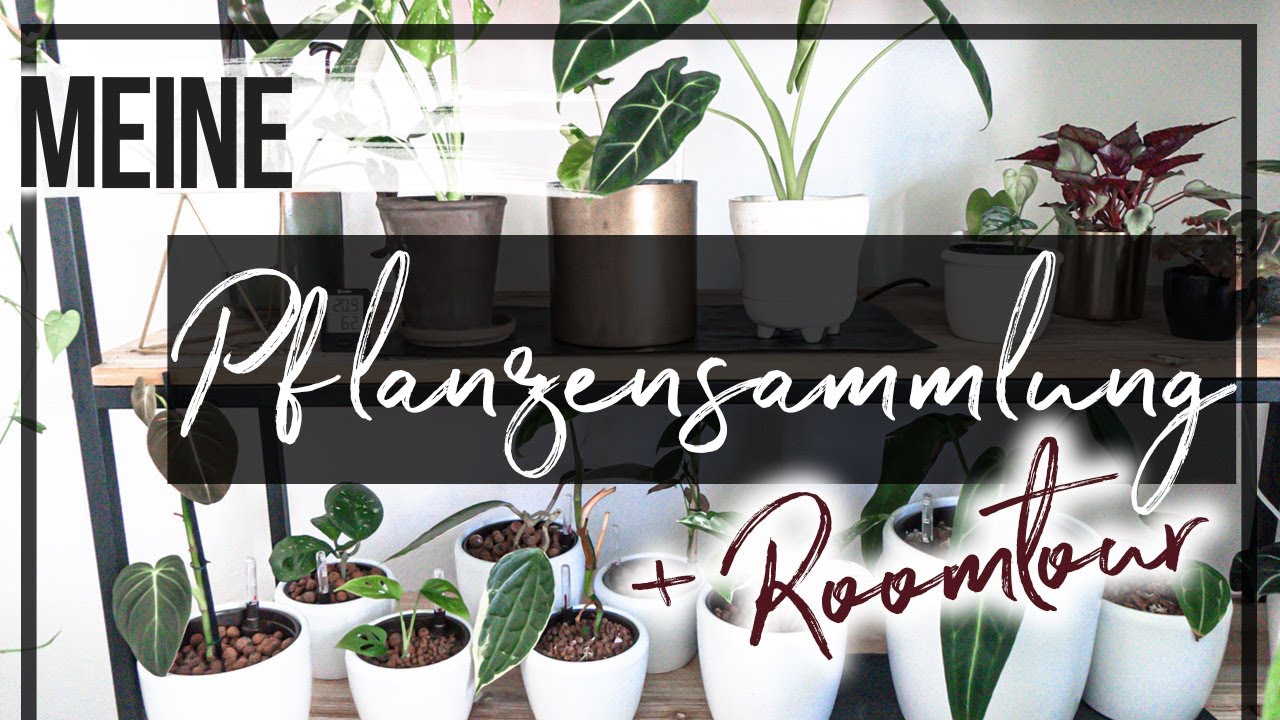 Meine komplette PFLANZENSAMMLUNG + Roomtour | Wo stehen meine ganzen seltenen Pflanzen?!