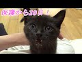 保護から20日でこれだけ大きくなりました！/ A kitten that grew up in 20 days from protection【保護猫・子猫】