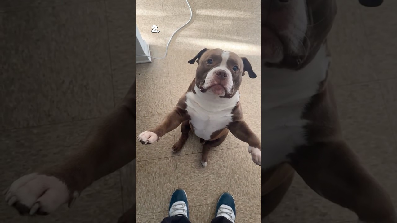 Top 5 Dogs of the Week