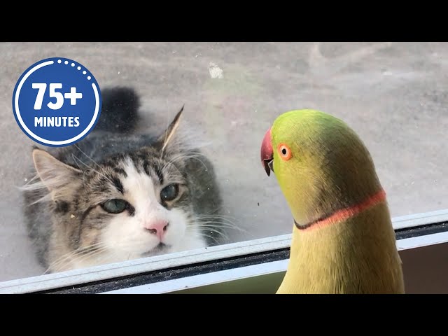 The FUNNIEST Pet Videos of 2023! 🤣 | BEST Compilation class=