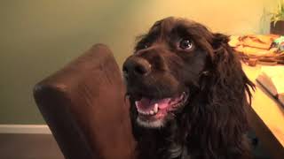 Teaser Het Dier, Het Dier En Het Beestje 8 - Theater Artemis Festival Tweetakt 2020