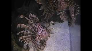 Aquarium At Mandalay Bay - Poisonous Lion Fish