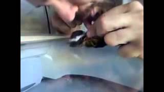 Man uses CPR to bring his pet bird back to life:: WhatsApp Videos Resimi