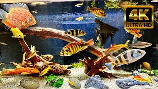 Work From Home 4K Real Relaxing Aquarium Sounds Screensaver - No Music 2 Hours (Ultra HD) ASMR