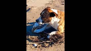 Suvive on Beach - Real Story