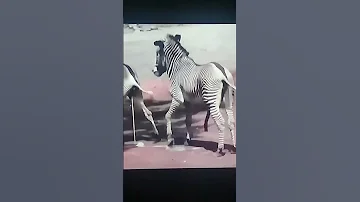 Horn Zebra 