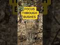 How To Focus Through Bushes (Wildlife Photography Trick)