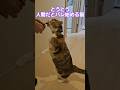 ちゅーるを待ちきれなかった猫の曲芸が可愛すぎた#cats