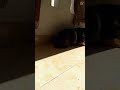 ديما ويسكي مستواها عالي 