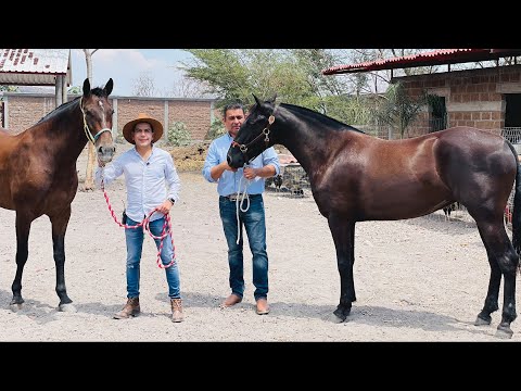 Video: Raza De Caballo Cubano Trotón Hipoalergénico, Salud Y Vida útil