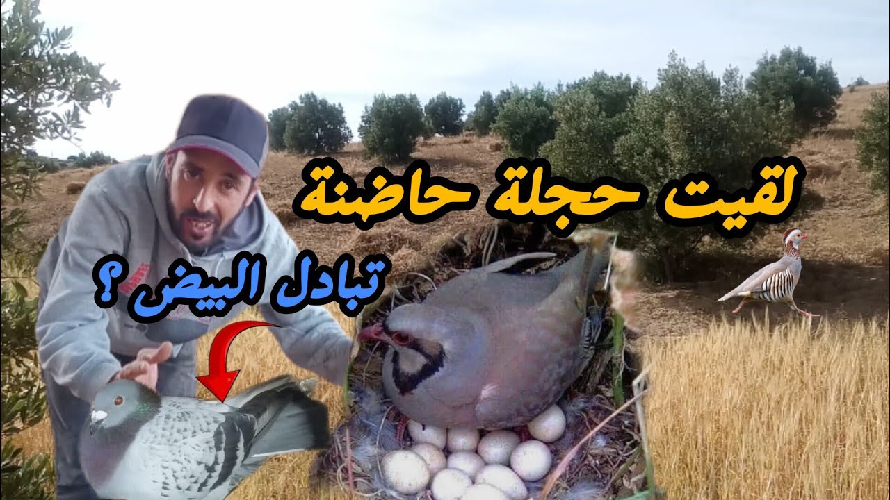 لقيت بيض 🥚 الحجل البري 🐣 وحطيت لبيض لحمام 🕊️ الإنتاج ❤️