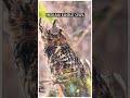 Indian Eagle Owl