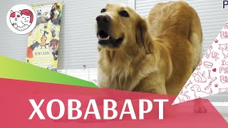 Ховаварт на ilikepet. Особенности породы, уход