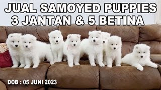 Jual Samoyed Puppies  3 Jantan & 5 Betina
