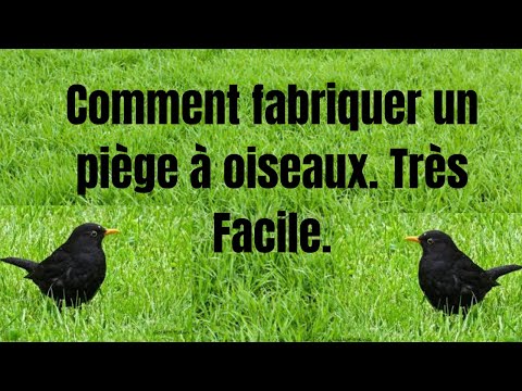 Vidéo: Comment Attraper Un Moineau