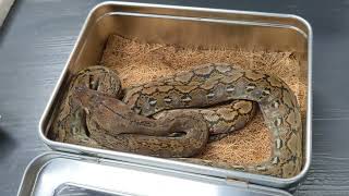 Unboxing a Beautiful Retic From Reach  Out Reptiles!!!