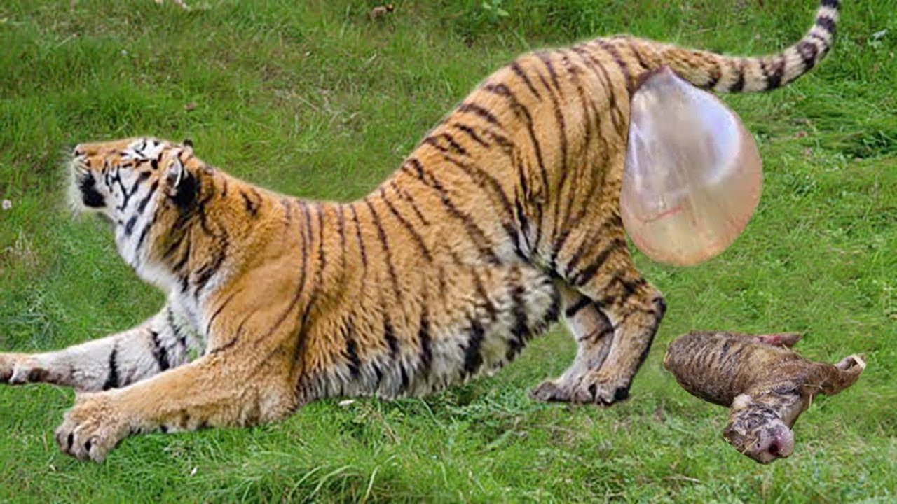 Tiger Giving Birth Animals Giving Birth YouTube Tiger Giving Birth Animals Giving Birth YouTube