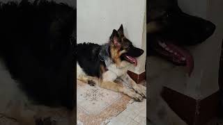 🙂😒#cherry #vlog #germanshepheard #dog #funny #shorts #viralvideo #youtubeshorts #dogworld #trending