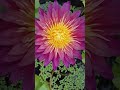 waterlily #waterlily #flowers #waterplants #nature #garden #trending #trendingshorts