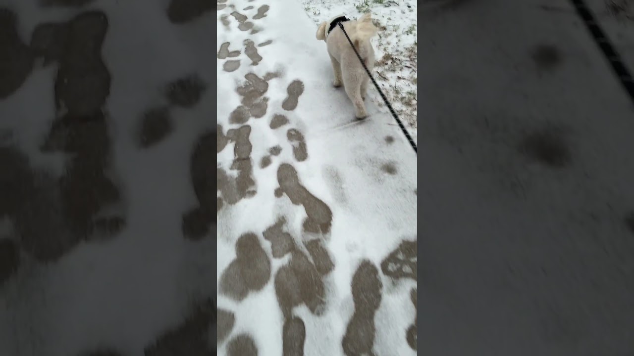 Everything froze. We are expected to get more rain which will freeze. 