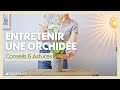 Lentretien dune orchide  truffaut