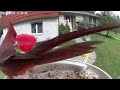 Netvue Birdfy - Daily Birdwatching - Birdfeeder Cam - September 28, 2023