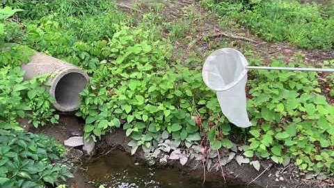 How to Use a Sweep Net