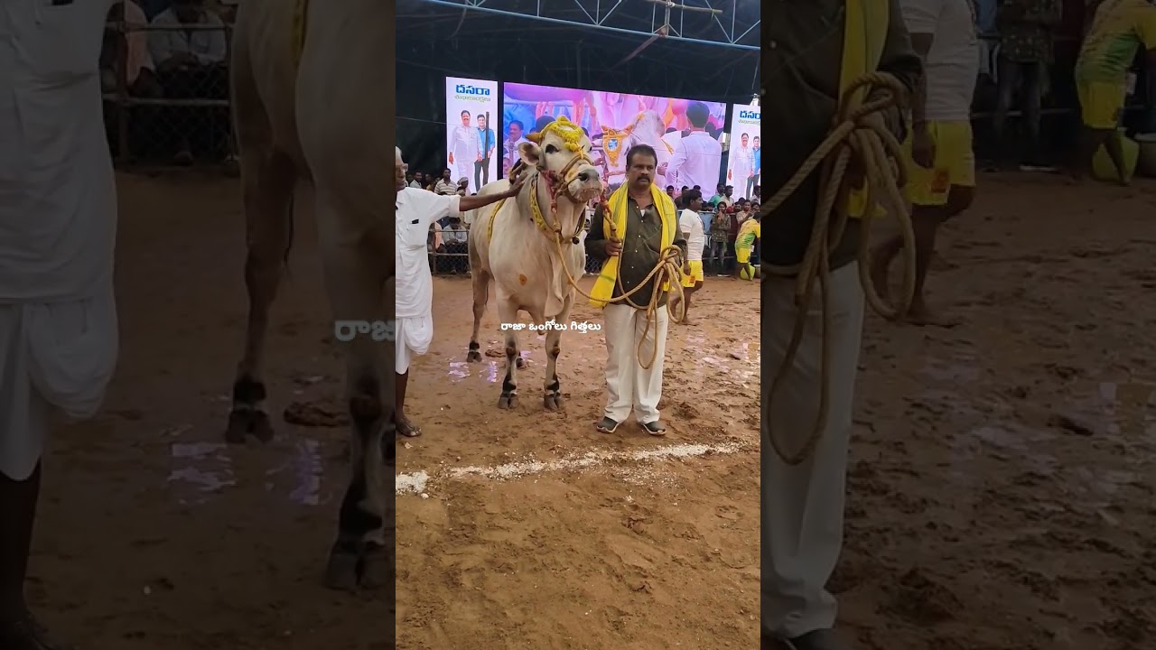 RK Bulls Samarasimha