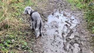 A Muddy, Woodland Walk For Dilwyn, The Bedlington Terrier