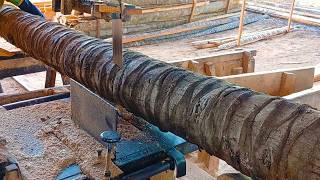 INSANE Dangerous Sawing of 100 Year Old Coconut Trees – Full Wood Cutting Action!