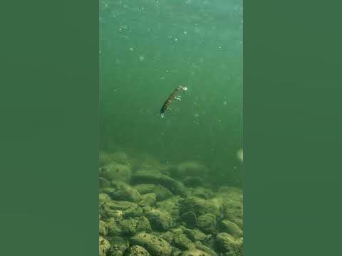 Underwater Lure Videos 