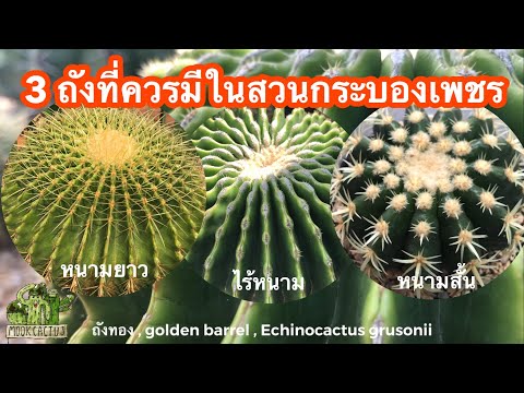 วีดีโอ: Echinocactus: วิธีการบรรจุ?