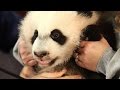 Panda cub is a mamas boy