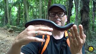 Giant millipede Tanzania by bugsnstuff 2,630 views 6 months ago 1 minute, 11 seconds