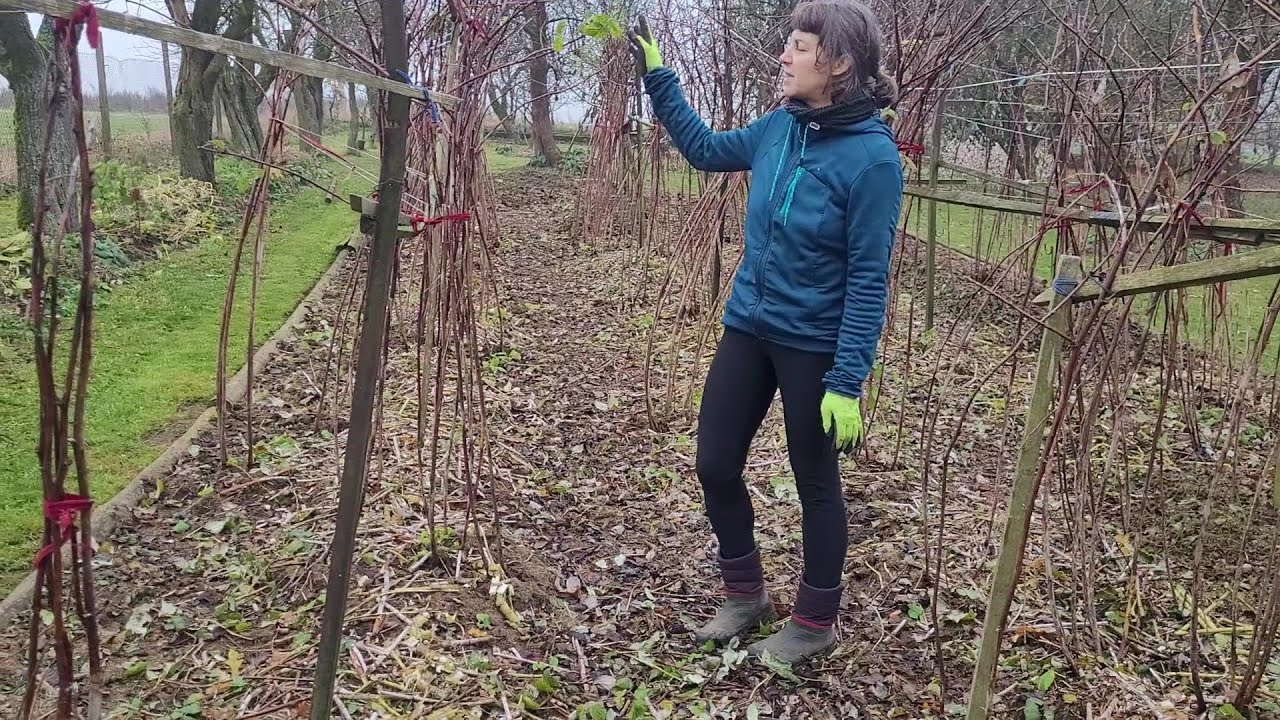 Potravinová soběstačnost - Mulčování, štěpka v kompostu, zazimování maliniště, zpracování topinambur
