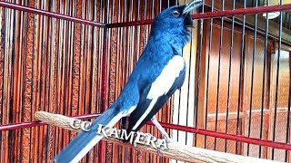 Suara Kacer,,NYRECET NEMBAK BIKIN KACER LAIN TERPANCING EMOSI DAN IKUT AUTO GACOR DAN BONGKAR ISIAN