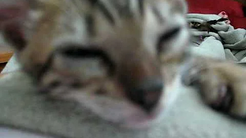 Watch the video about Bengal Kitten Nero Having a Sleepy Conversation with Me