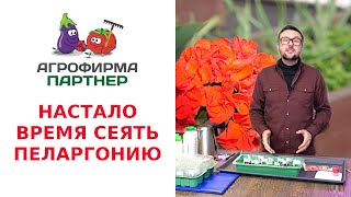 НАСТАЛО ВРЕМЯ СЕЯТЬ ПЕЛАРГОНИЮ