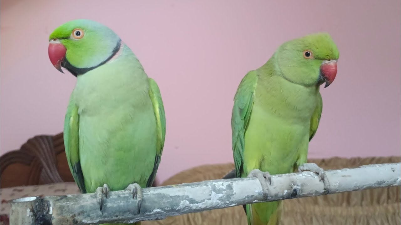 The Best Talking Parrots Mitthu And Araya YouTube the-best-talking-parrots-mitthu-and-araya-youtube