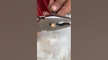 Rusty Pliers Restoration 🔧 | Old Tool to Brand New #Shorts