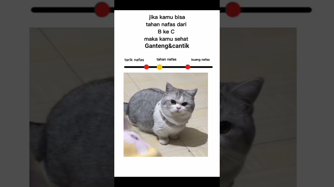 boleh di coba cek kondisi tubuh#shorts #cat