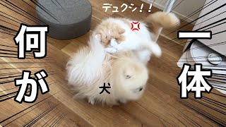 仲良しだったのに突然猫がキレて犬が落ち込んじゃいました...